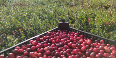 ORGANIC CRANBERRY with an Ecological Certificate. Organic cranberries from