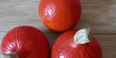 I will sell Hokkaido Orange pumpkins, Małopolska, Chrzanów poviat,