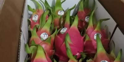 Premium quality export yellow and red pitahaya certified for
