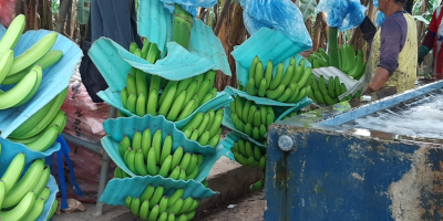 Premium quality export bananas or plantains certified for EU