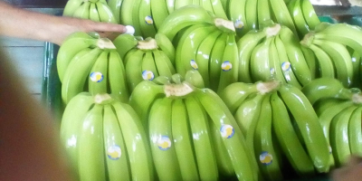 Banane sau pătlagini de export de calitate premium certificate