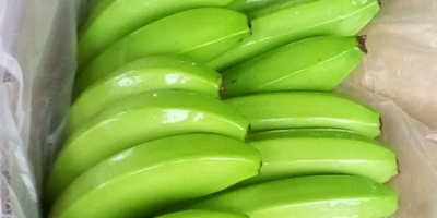 Premium quality export bananas or plantains certified for EU
