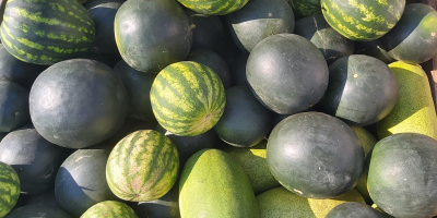 Ich werde Wassermelonen aus eigenem Anbau verkaufen. Möglichkeit zum
