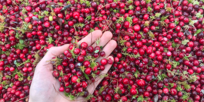 Cranberry price per kg, perfect condition, clean. ✅ Before