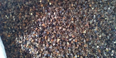 Hello. I am selling this year&#39;s ecological buckwheat with