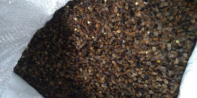 Hello. I am selling this year&#39;s ecological buckwheat with