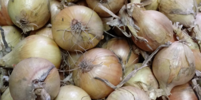I will sell bagged onion 70 groszy per kg,