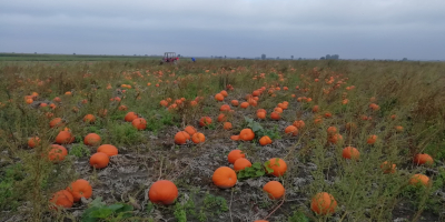 Vand cantitati mari de dovleac, calibru 1-12 kg. Halloween