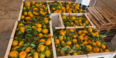 Laverida will sell Spanish oranges and Spanish Iwasaki mandarins.