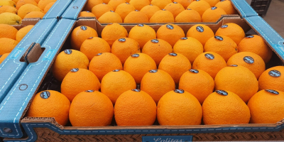 Laverida will sell Spanish oranges and Spanish Iwasaki mandarins.