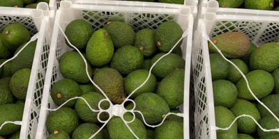 Laverida will sell AVOCADO HASS. Class I. Welcome!