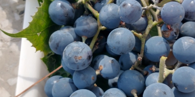 I will sell dark grapes from my own plot.