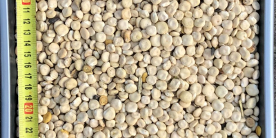 We sell golden linseed, milk thistle, lupine, horse bean,