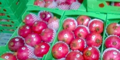 Rubin-Granatapfel Die höchste Qualität iranischer Gärten zu einem vernünftigen