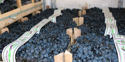 Moldovan grapes for sale.