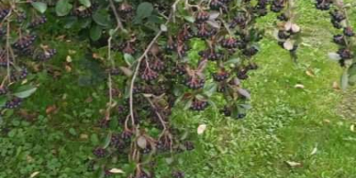 Aronia from my garden, for my own needs. Not