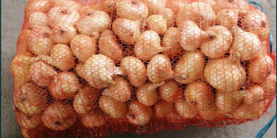 I am selling Romanian onions packed in 20 kg