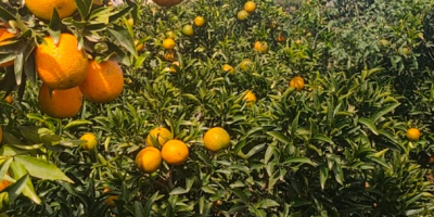 Bandy fruits transport, sell organic tangerines, picked and wrapped