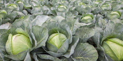 I will sell white cabbage, nice healthy heads, any