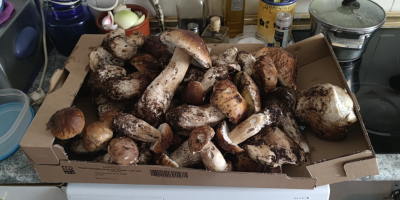 Boletus edulis collected in the mountains of Madrid