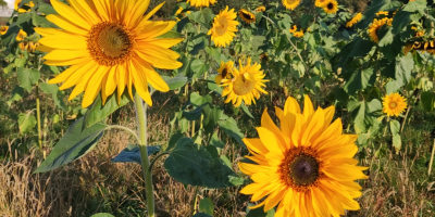 I will sell cut flower sunflower, various sizes possible