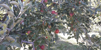 Vindem in cantitate mare mere romanesti: Ionatan, Florina, Idared