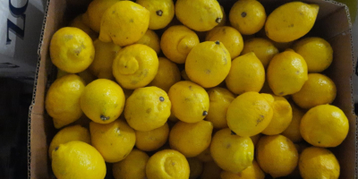 Vendo limone di 2° categoria (con lievi imperfezioni, danno