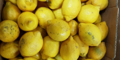 Vendo limone di 2° categoria (con lievi imperfezioni, danno
