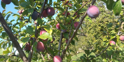 Plum brandy for sale, high quality gives high tonnage