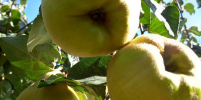 We sell fresh quinces directly picked from the orchard,