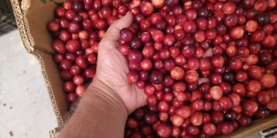 I will sell large-fruited cranberries.