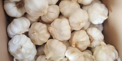 We are producers and exporters of garlic and onion