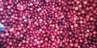 Fresh marsh cranberries PLN 15 a liter or PLN