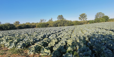 Cabbage Cheers 30000t. Up to 60,000 t.