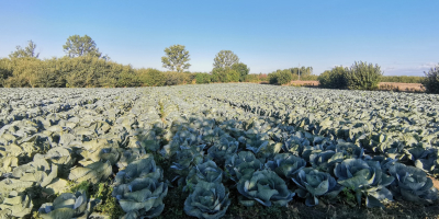 Cabbage Cheers 30000t. Up to 60,000 t.