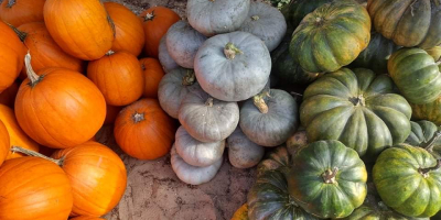 Pumpkins for sale - several varieties. Pumpkins such as