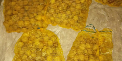 Vendo noci Jacki, grandi, 60 kg e piccole, 2