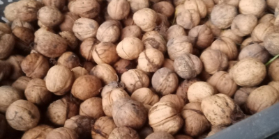 Circa 350 kg di noci in vendita