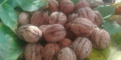 This year&#39;s walnuts are big from your own garden.