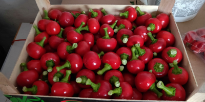 Cherry pepper for antipasti. Contact e-mail or SMS in