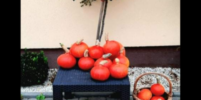 I have Hokkaido Pumpkins without artificial fertilization or plant