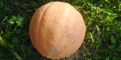 Pumpkin Otylia weight 6-20 kg nice thick flesh weeding