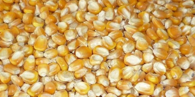 Good Quality Animal Feed Yellow Corn Maize Corn (maize)