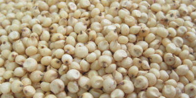 Sorghum is a genus of annual and perennial herbaceous