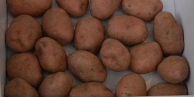 Hello, I have a lot of potatoes for sale: