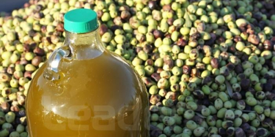 Huile Olive Tunisie en Vrac