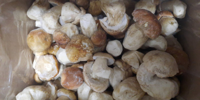 Frozen mushrooms first quality i have around 15 tons