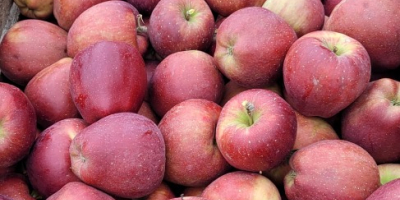 Продавам широка гама от ябълки като: Golden, Jonathan, Idared,