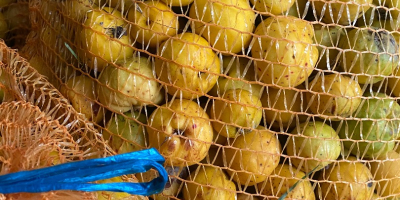 I will sell about 3 tons of unsorted quince,