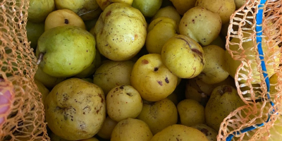 I will sell about 3 tons of unsorted quince,